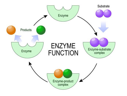 Enzymes Function diagram: enzyme products, enzyme, substrate, enzyme-substrate complex, enzyme-product complex
