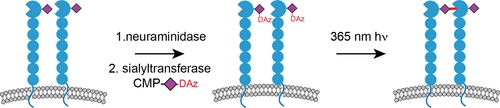Exo-Enzymatic Addition of Diazirine-Modified Sialic Acid to Cell Surfaces Enables Photocrosslinking of Glycoproteins publication