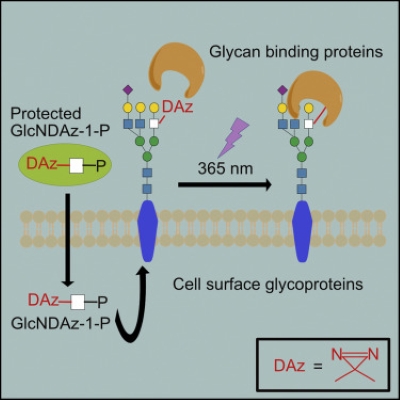 A photo-cross-linking GlcNAc analog enables covalent capture of N-linked glycoprotein-binding partners on the cell surface