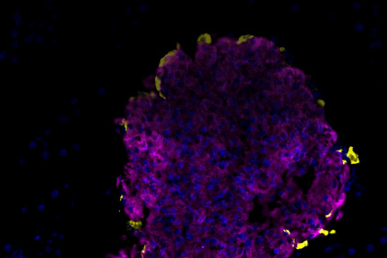 decorative image of cells