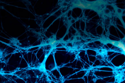 decorative image of cells