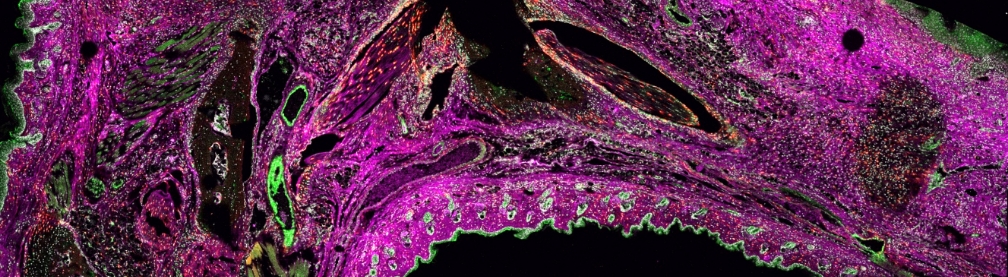 Biomaterials decorative image